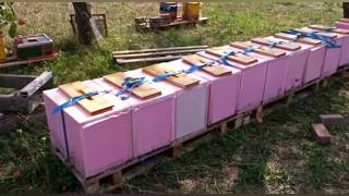 в Германию за матками 2018 в Германию за матками 2018