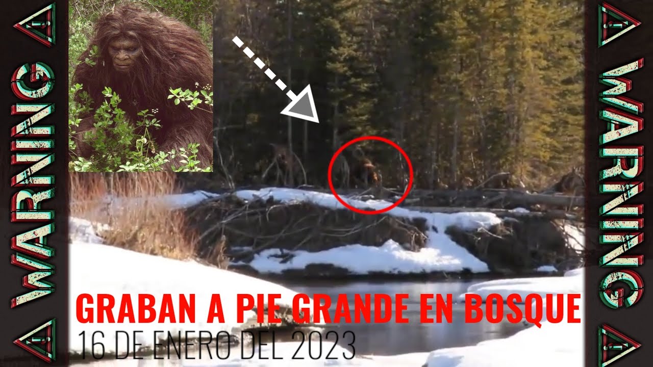 Pie grande es captado en cámara en bosque de estados unidos🛑2023 YouTube
