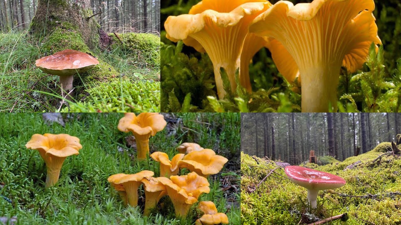 أول قطفة للفطر الذهبي 🍄..الكانتريل..🍄 من غابات السويد🌲🌲لهذا الموسم 🍄Kantarell plockning🍄