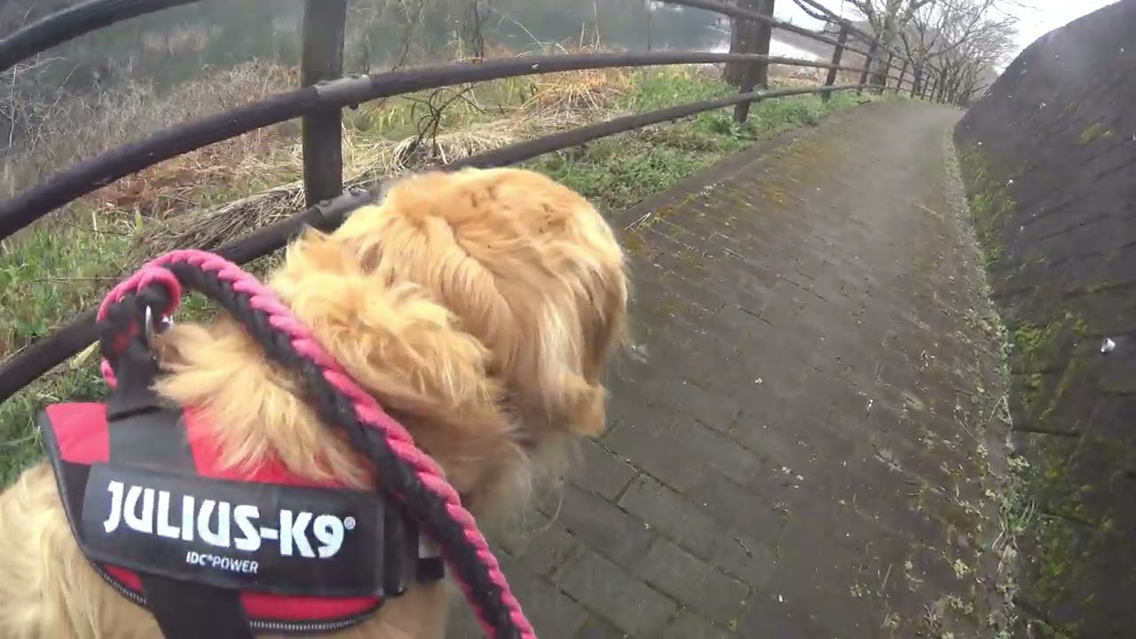 【新】　白柴犬、ゴールデンリトリバーお散歩動画