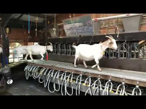 فيديو: كيفية رفع ورعاية الماعز