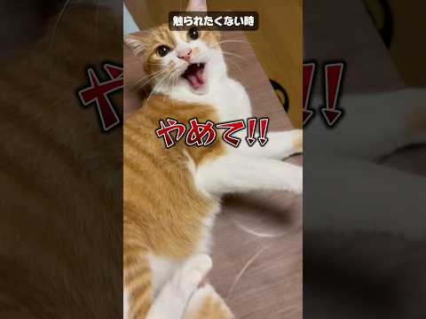 状況によって変わる猫の鳴き声七変化。#shorts