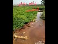 قصيدة مدح عشيرة الحليبات قصيدة مدح عشيرة الحليبات