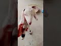Hasan goat farm