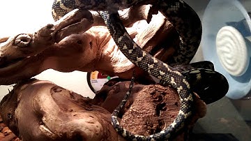 Carpet Jungle Python eating mouse