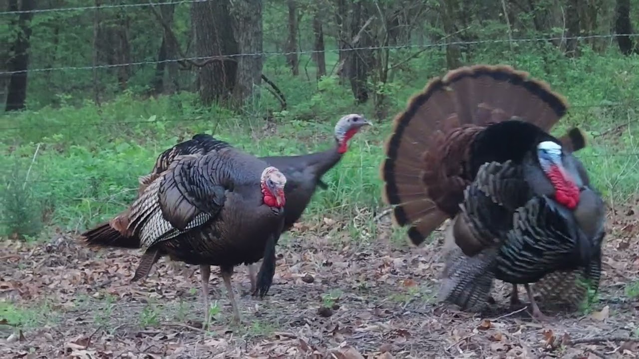 Missouri Spring Turkey Season 2025 Week Two Deja Vu