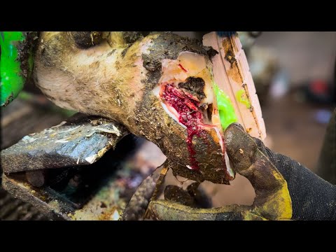 This Pus Filled Cavity Smelt Awful!!!