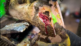 This Pus Filled Cavity Smelt Awful!!!