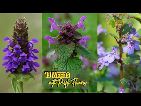 Video: Můžete jíst fialové květy: Další informace o jedlých fialových rostlinách