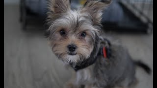 Morkie Puppy