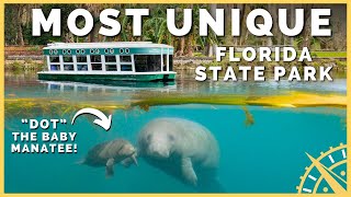 Baby Manatee 'Dot' & Glass Bottom Boats: Exploring Silver Springs State Park!