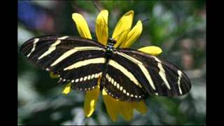 Free The Butterfly - Suzi Quatro.wmv screenshot 5