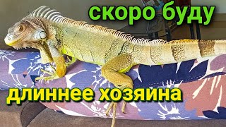 как мы решились завести зелёную игуану дома #индия