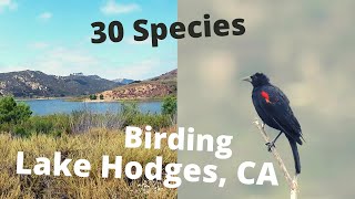 Birding at Lake Hodges in San Diego, California - 30 species