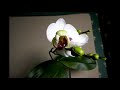 Orchid