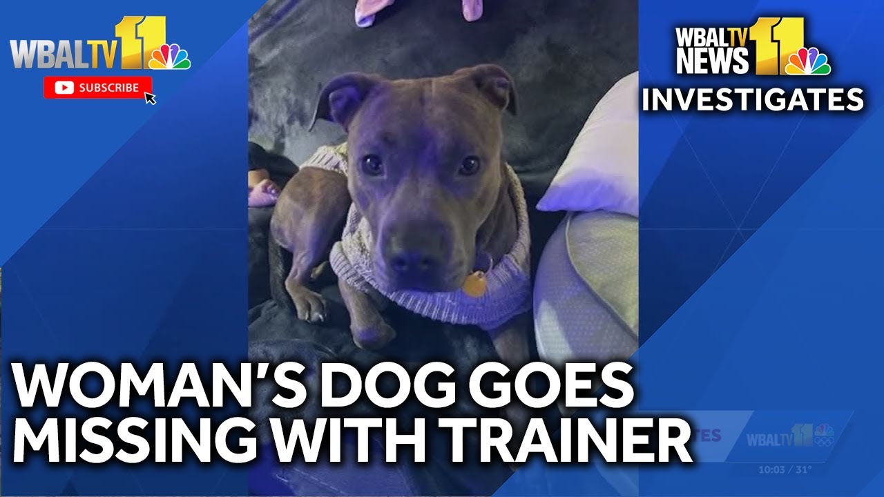 Dog under care of trainer charged with animal cruelty goes missing ...