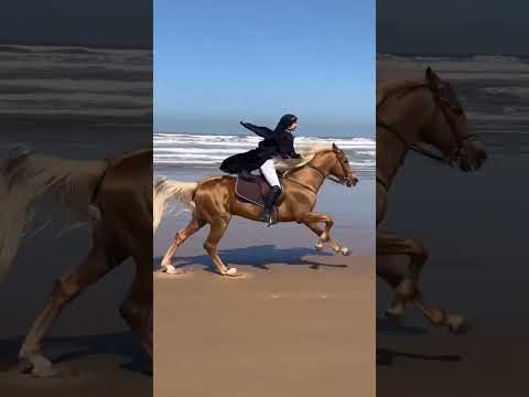 The girl horse racing on the beach #horseriding #shorts