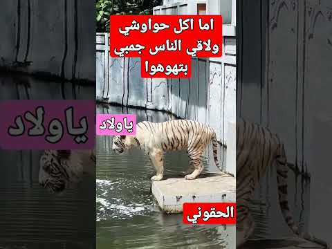 لمااكل حواوشي والاقي الناس اللي جنبي بترجع