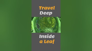 Travel Deep Inside a Leaf - Annotated Version