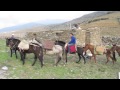 Pack horses and mules at Zagora