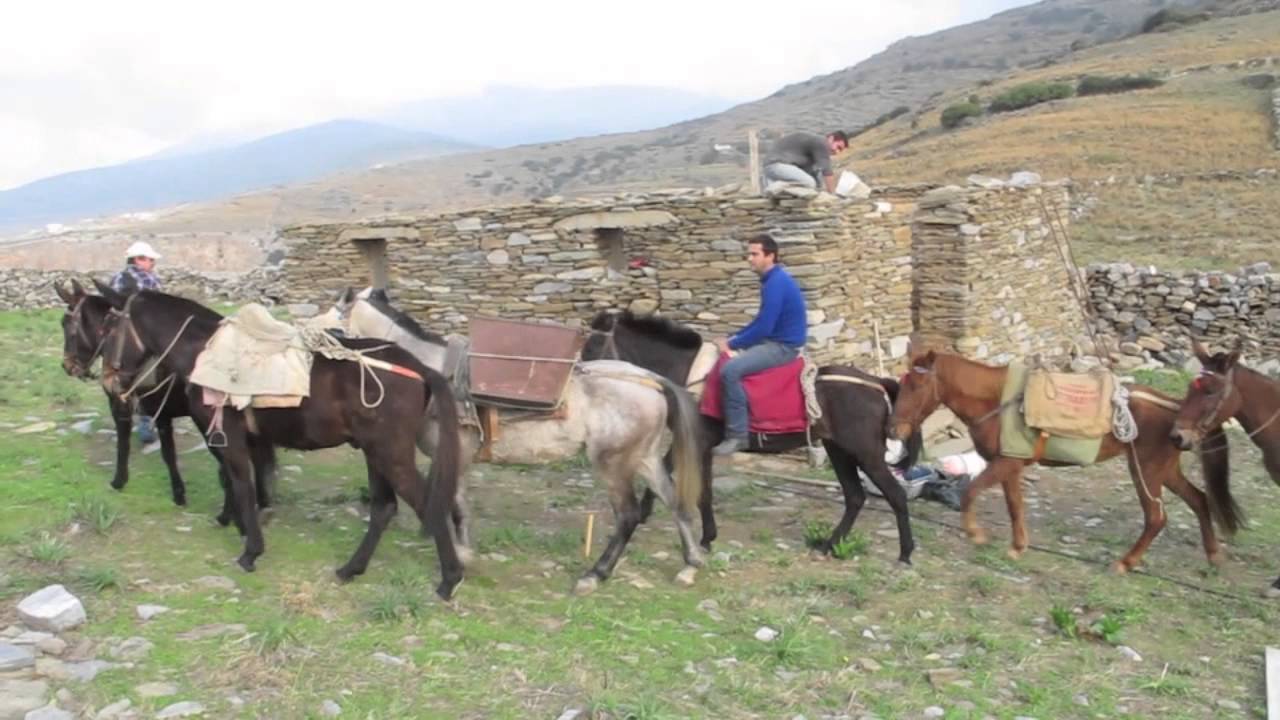Pack horses and mules at Zagora YouTube