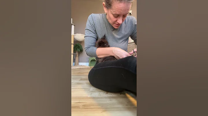 Video 11484391: maine coon cat live, happy maine coon cat, cat healthy