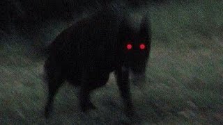 Predator Ultra Slowed