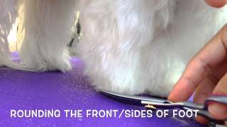 Maltese Grooming- Rounded Feet by Obi and Owen- Maltese 6,789 views 10 years ago 3 minutes, 7 seconds