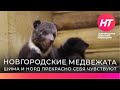 Новгородские медвежата Шима и Норд обживаются в Тверском центре спасения