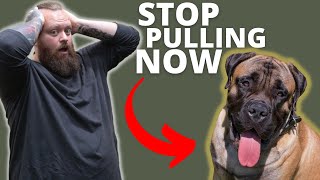 HOW TO STOP BULLMASTIFF FROM PULLING by Will Atherton Bullmastiff Show 4,995 views 1 year ago 4 minutes, 58 seconds