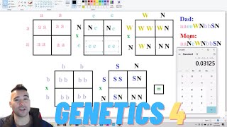 Leopard Gecko GENETICS Pt. 4 | Multiplying Odds to Arrive at Infinite Outcomes! (2021)