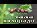 Убить КОЛОРАДО. Живучесть жука. Про яд.