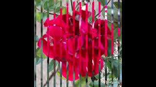 Sekuntum Mawar Merah - Rhoma Irama Cover Prof. Bambang Purwantara - Ipb