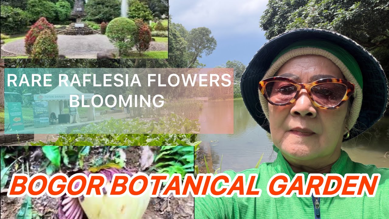 BOGOR BOTANICAL GARDENS - INDONESIA - RARE RAFLESIA FLOWERS BLOOMING 