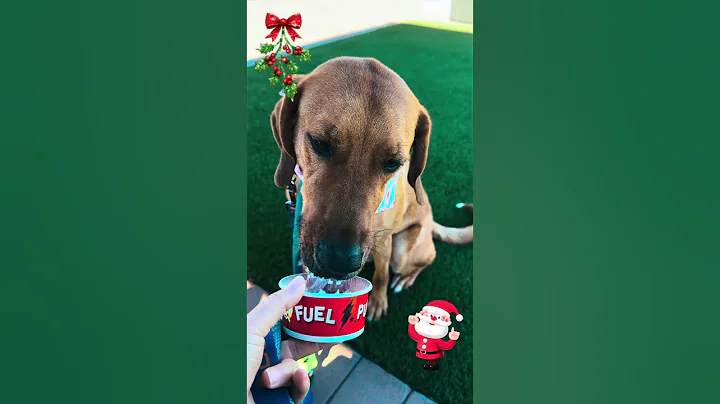 🎄🐾 12 Dogs of Christmas #10 — ODIE 🐾🎄 #RedboneCoonhound #AdoptDontShop #HoundDog #ShelterDog