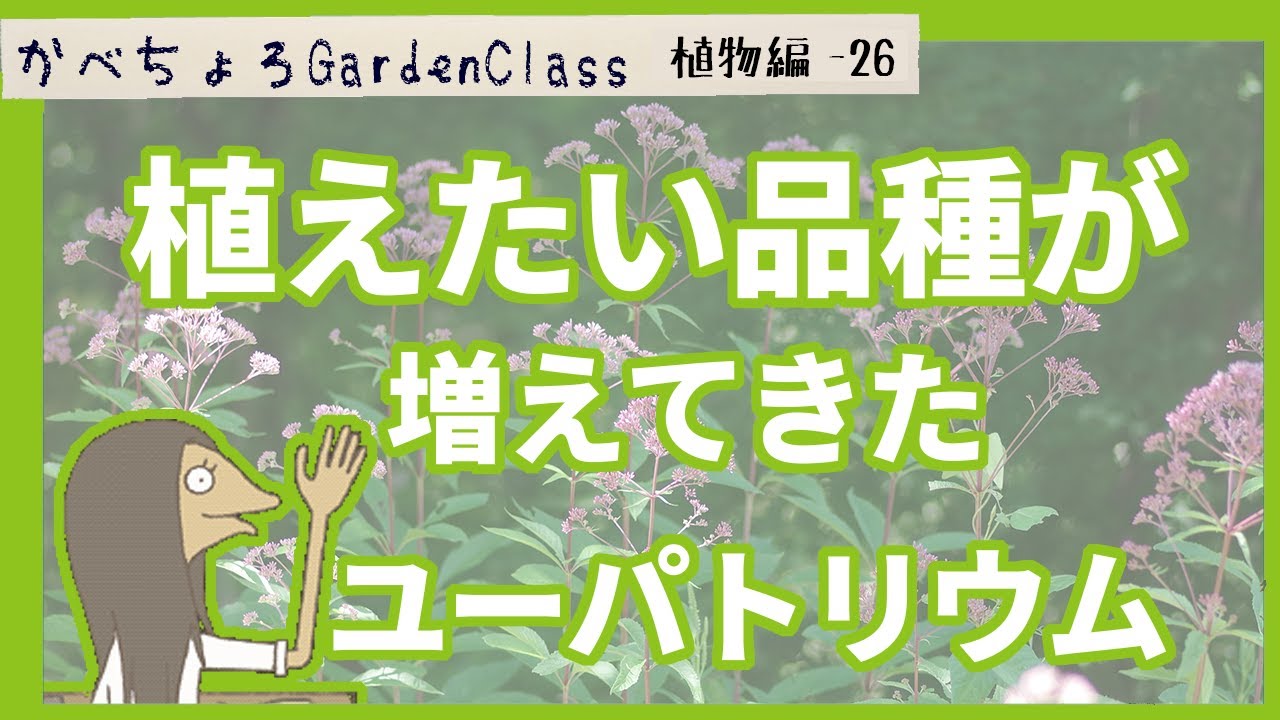 秋の七草のひとつ、フジバカマの品種と紹介【庭植物編-26】