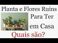 Existe Plantas e Flores Negativas  Quais Plantas e Flores são ruins para sua casa Feng Shui1
