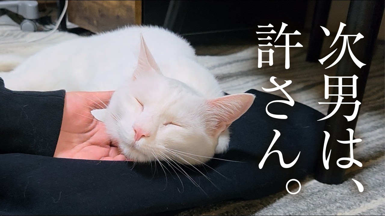 The strange relationship between the white cat and the second son