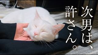 白猫と息子の奇妙な関係。
