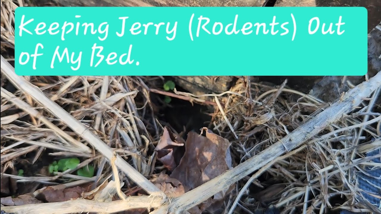 Can I keep Rodents out of my raised beds?