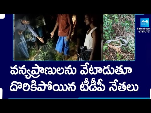 TDP Leaders Hunting Wild Animals in Chittoor District |@SakshiTV - SAKSHITV