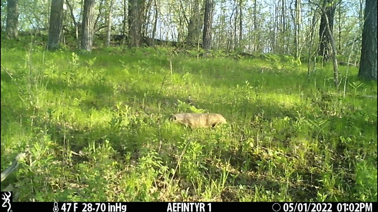Aefintyr What's Up Whitewater - Badger Spring 2024 - Aefintyr campground in Elba, MN