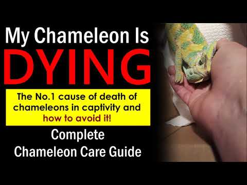 The No.1 Cause of Death of Chameleons in Captivity and How to Avoid It!