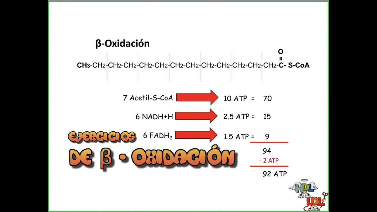 Ejercicios de Beta Oxidación de Ácidos grasos YouTube