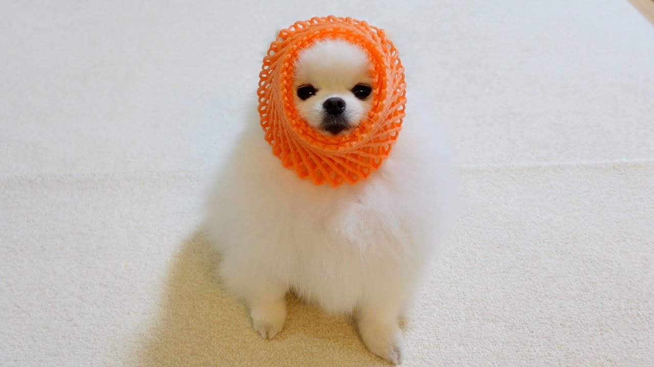 ハッピーハロウィン！ - YouTube