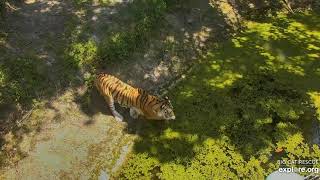 Pounce! Dutchess tiger at Big Cat Rescue.