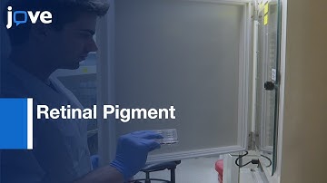 Retinal Pigment Epithelium Cell Analysis | Protocol Preview