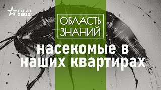 Что делает в ванной чешуйница и как в крупе поселился долгоносик. Лекции зоолога Ильи Гомыранова