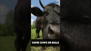 Deadly Animals - Cows! #shorts
