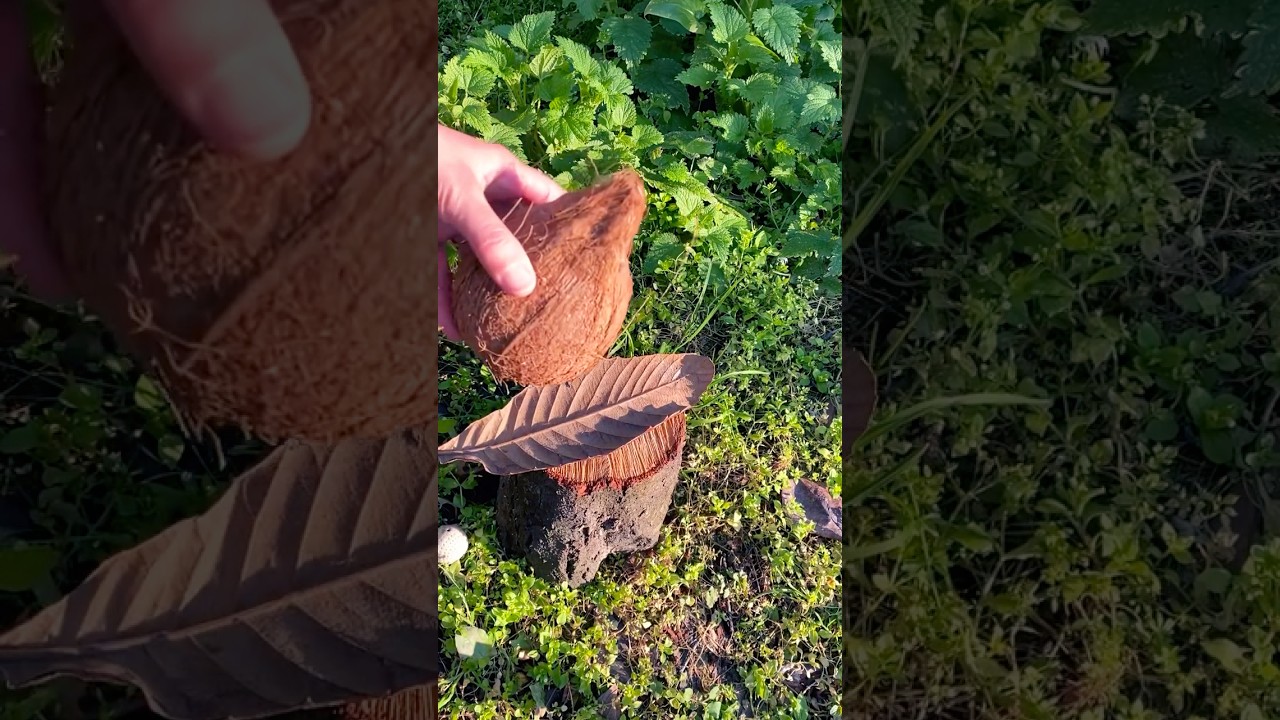 Survival skills: coconut firestarter 🥥🥥🔥🔥